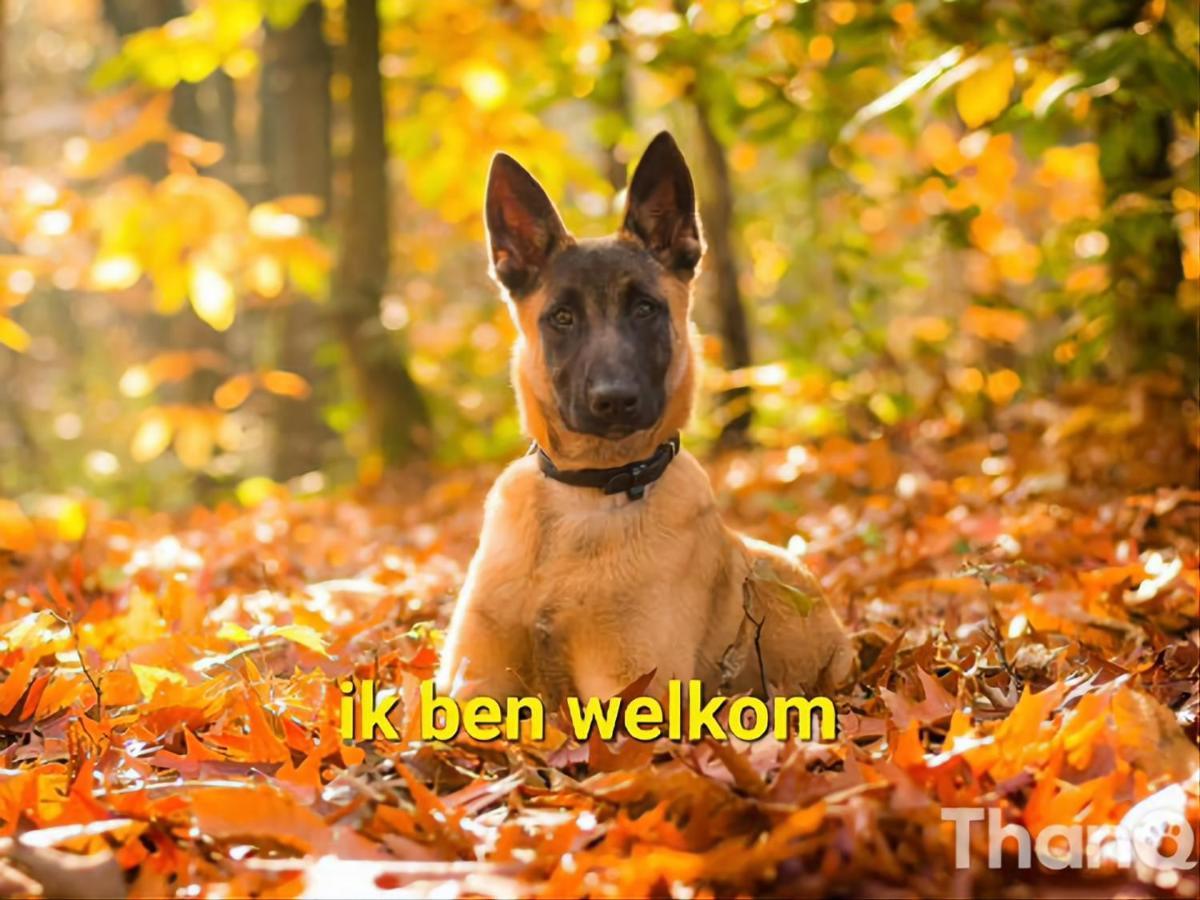 Leuk Chalet Te Huur In Putten, Honden Van Harte Welkom, Alleen Voor Recreatie Villa Exterior foto